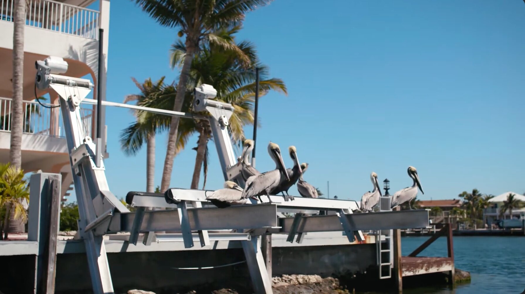 Pelicans resting beside a marina in Marathon, Florida
